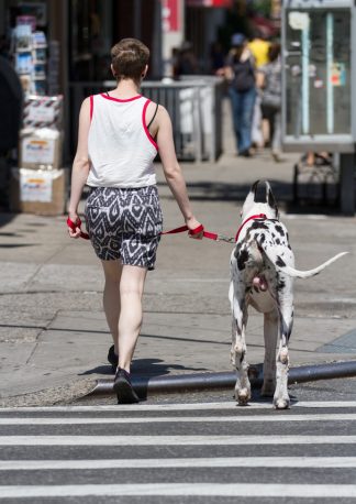 image of a woman in shorts taking her dog out for a walk, people really do look like their dogs